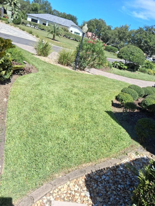 fresh cut grass yard