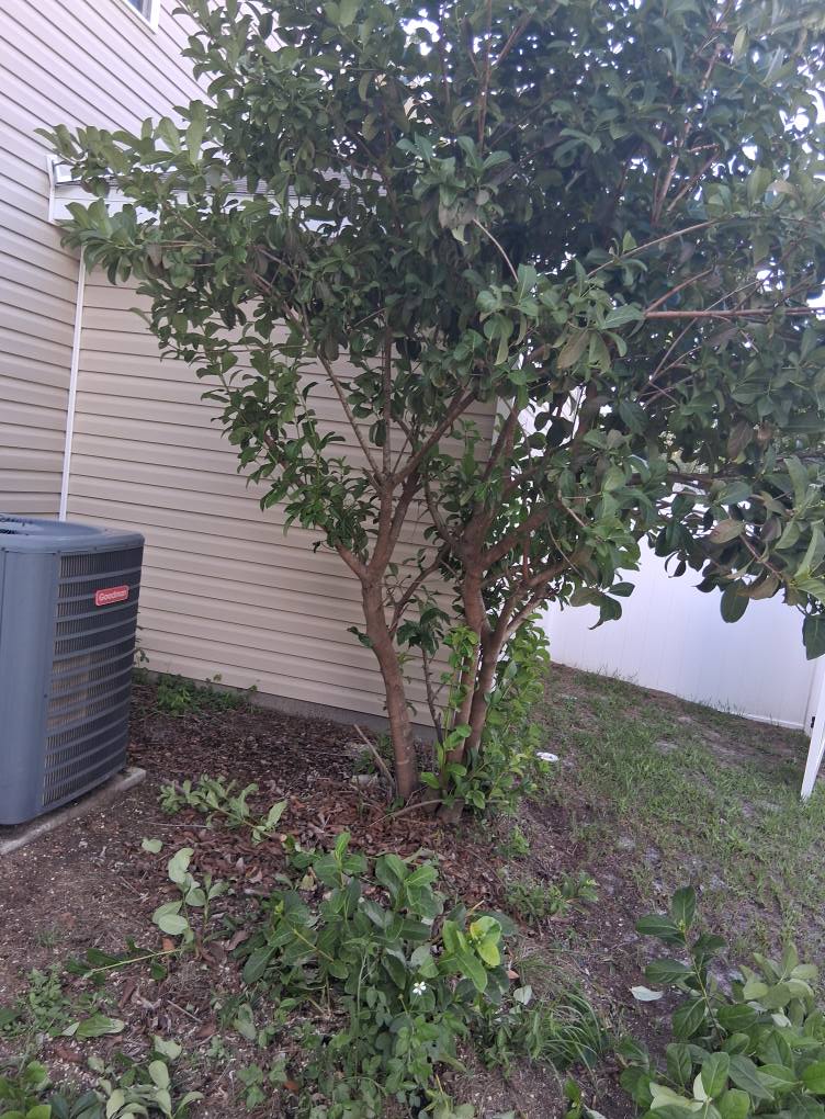 trimmed tree