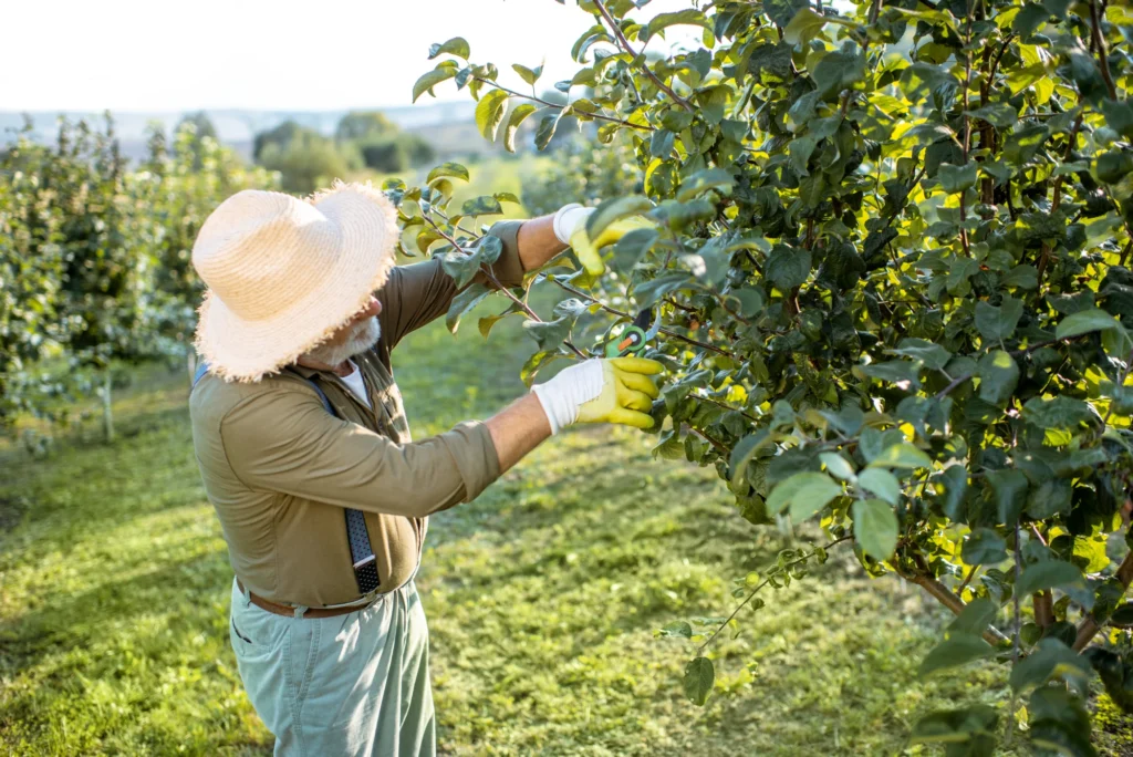 Is It Time to Trim Your Trees? Late Summer Pruning Tips