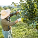 Late Summer Pruning Tips - man pruning trees