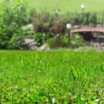 closeup of green grass lawn overseed