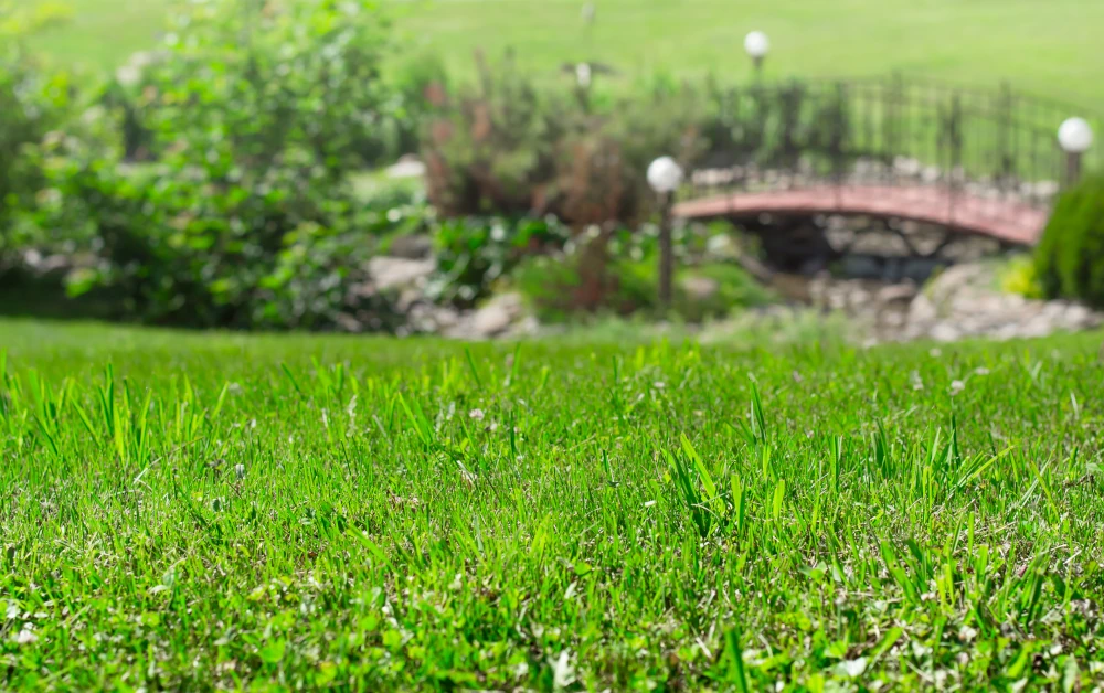Why Ocala Homeowners Should Aerate and Overseed in Late Summer